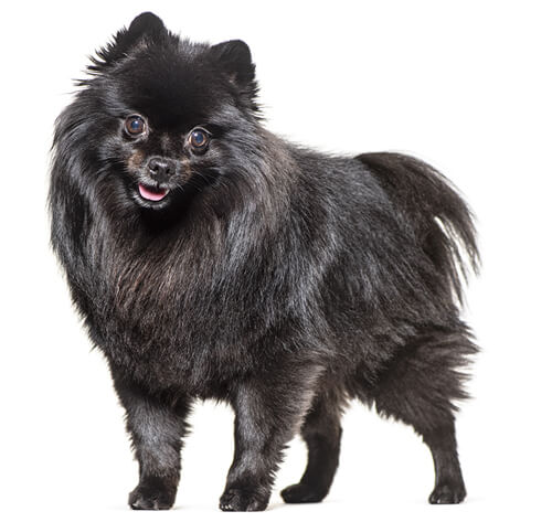 A 2024 spitz dog